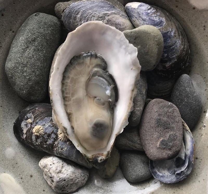 Deer Isle Oyster Company