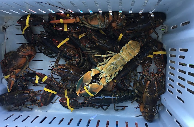 Fifield Lobster Co photo 4