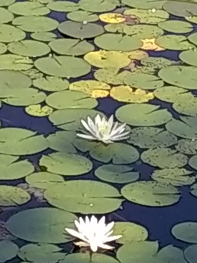 Lily Pond Park photo 4