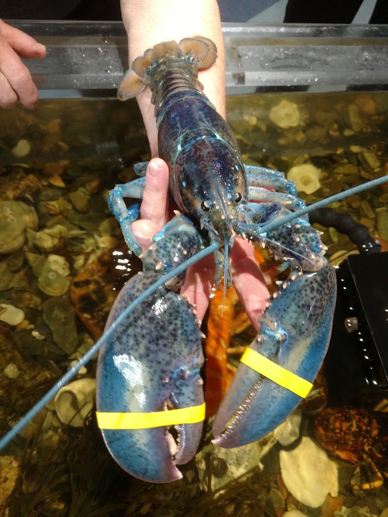 Maine Center for Coastal Fisheries photo 3