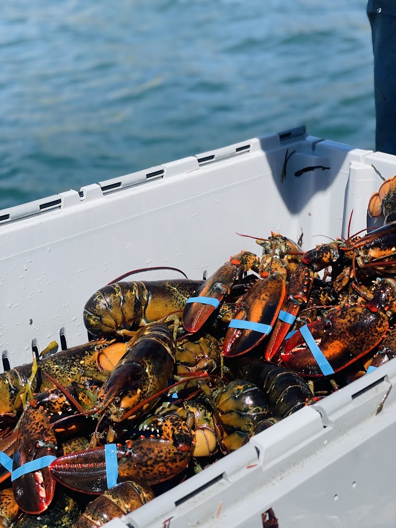 Stonington Lobster Co-Op photo 4