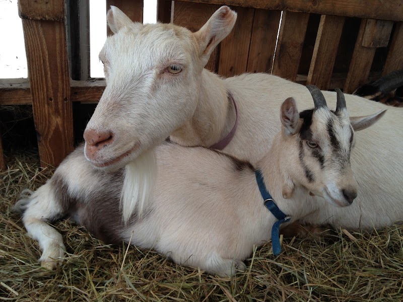 Yellow Birch Farm photo 2